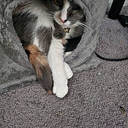 Lila is registered to the contest to win money with this photo: cat, feline, pet, animal, indoor, grey, fur, paws, whiskers, curious, tunnel, carpet, cozy, relaxed, cute, tabby, playful, collar, resting, house