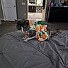 Lila is registered to the contest to win money with this photo: cat, bed, gray_cat, pineapple_dress, indoor, furniture, door, bedspread, curious, pet, animal, costume, patterned_clothing, floor, room, interior, home, carpet, tail, white_paws