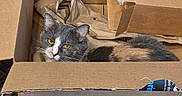 Lila is registered to the contest to win money with this photo: cat, calico_cat, cardboard_box, paper, indoor, pet, animal, feline, curious, yellow_eyes, fur, whiskers, relaxed, box, floor, home, cozy, looking_up, domestic_cat, playful