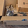 animal, box, calico_cat, cardboard_box, cat, cozy, curious, domestic_cat, feline, floor, fur, home, indoor, looking_up, paper, pet, playful, relaxed, whiskers, yellow_eyes