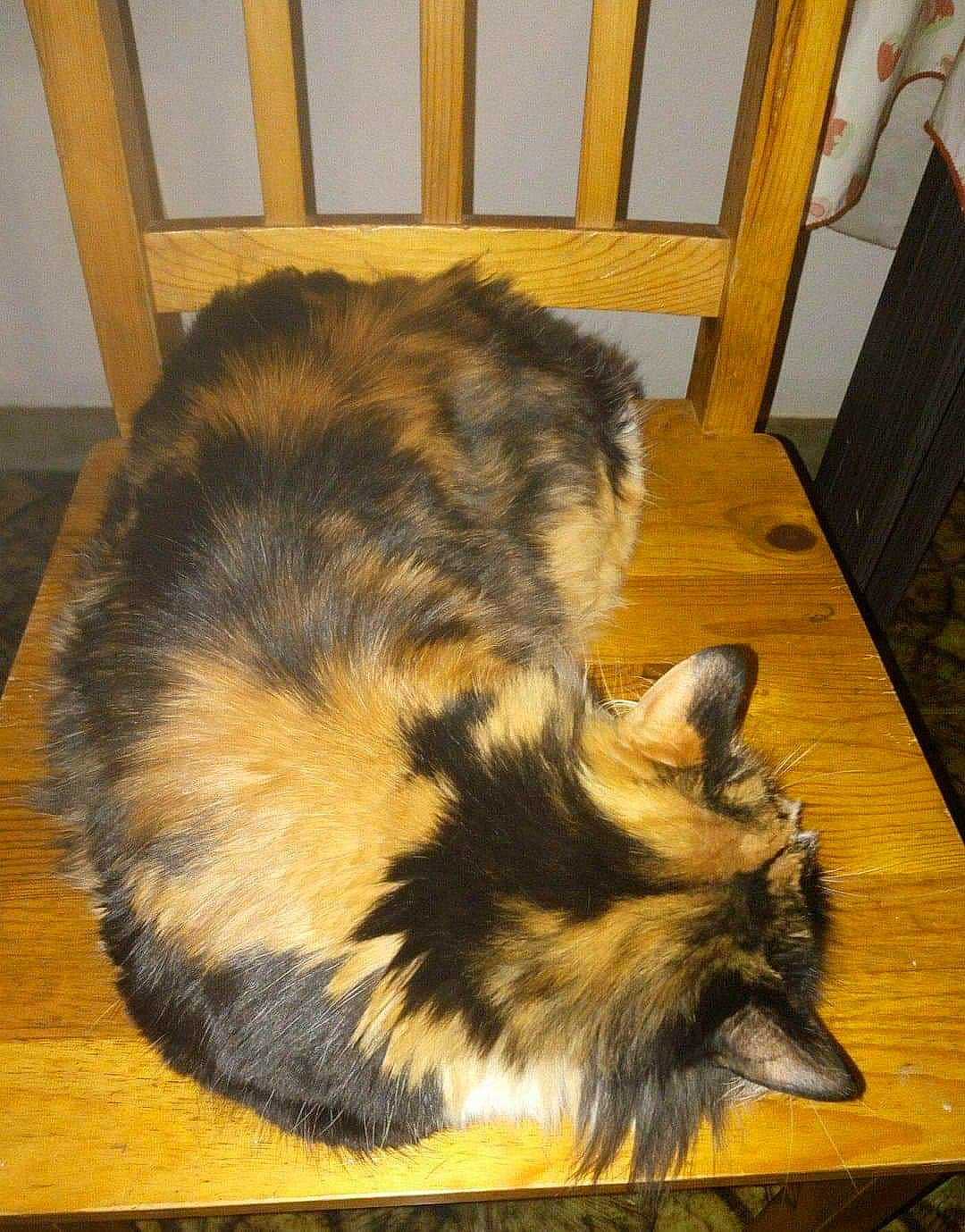 Fofinha participe au concours pour gagner de l'argent avec cette photo : canidae, carnivore, cat, dog, dog_breed, felidae, fur, tail