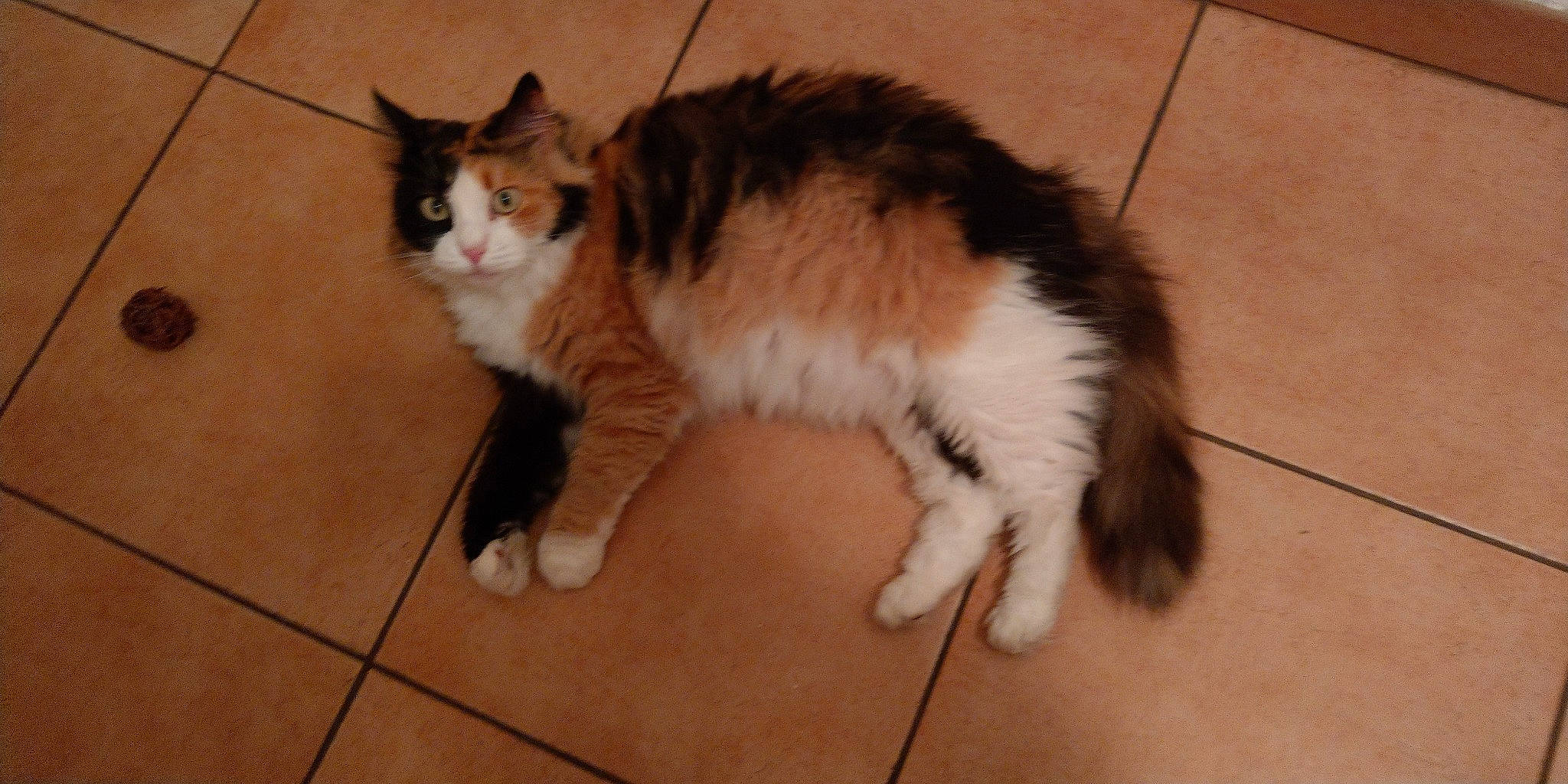 Fofinha a rejoint le concours — aidez-le/la à gagner de superbes lots ! carnivore, cat, cymric, domestic_long_haired_cat, domestic_short_haired_cat, european_shorthair, fawn, felidae, fur, kitten, kurilian_bobtail, maine_coon, mammal, norwegian_forest_cat, paw, polydactyl_cat, small_to_medium_sized_cats, tail, vertebrate, whiskers