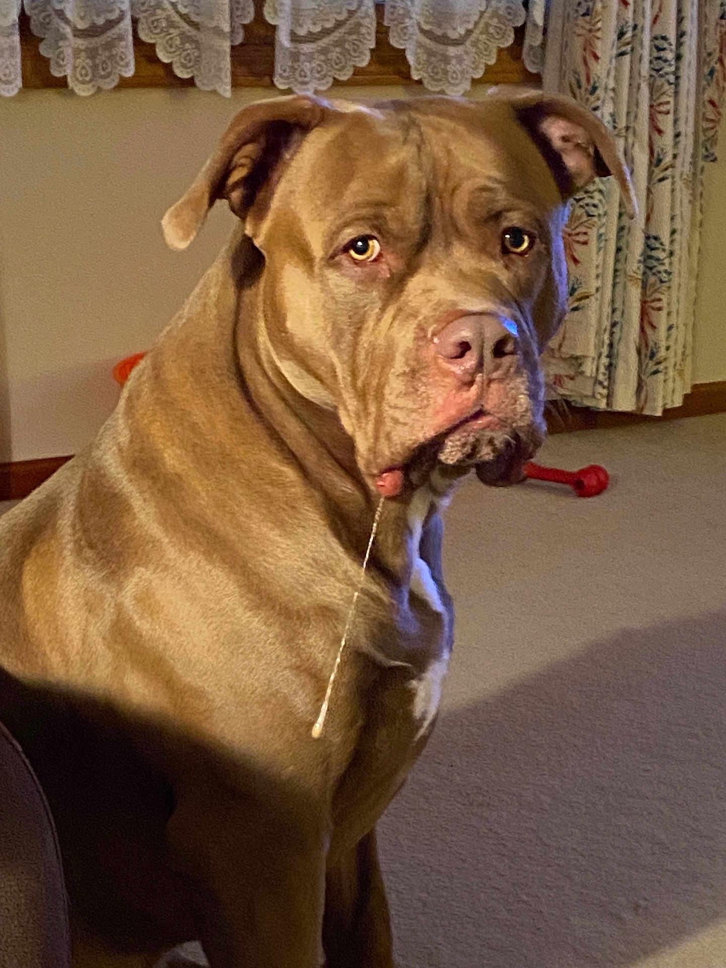 Opie is registered to the contest to win money with this photo: dog, brown, indoor, carpet, curtains, drool, pet, animal, sitting, portrait, furniture, window, fabric, lace, expression, large_dog, calm, home, floor, light