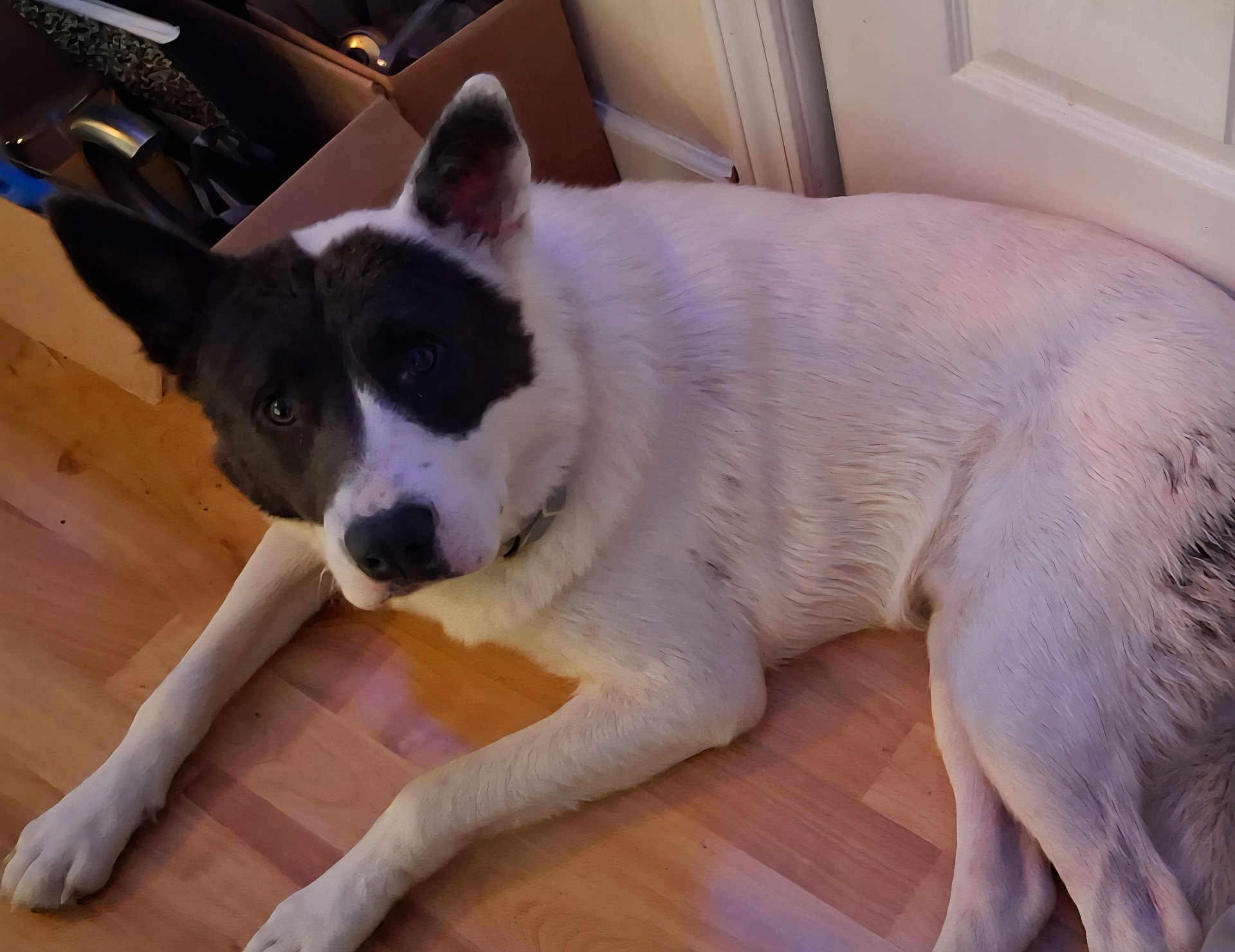 Blu joined the competition — help win amazing prizes! dog, black_and_white, pet, animal, indoor, floor, wooden_floor, door, curious, relaxed, lying_down, ears, fur, companion, mammal, canine, domestic, looking, house, home