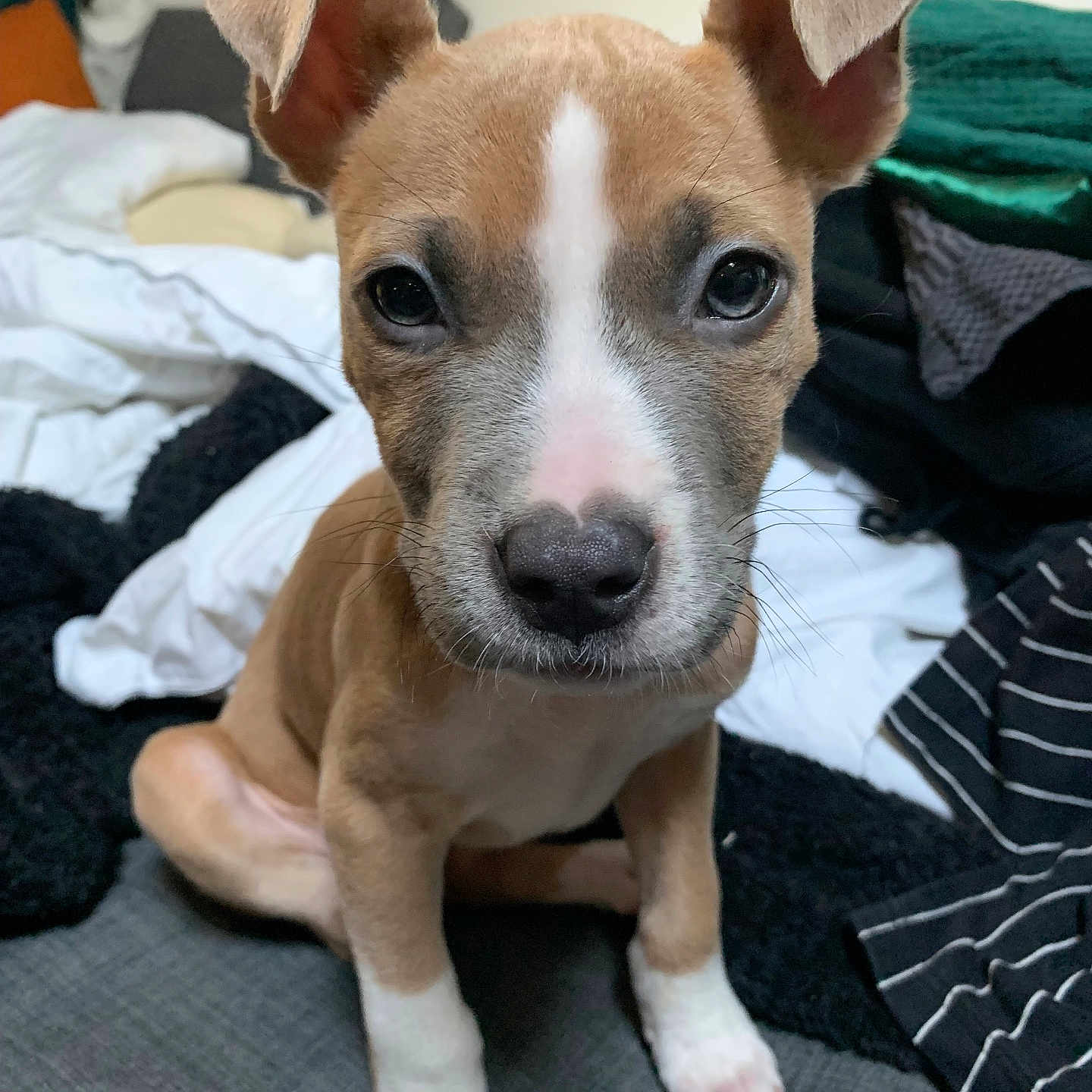 Katia Pidéri a rejoint le concours — aidez-le/la à gagner de superbes lots ! puppy, dog, close_up, ears, brown, white, cute, pet, indoor, couch, blanket, fabric, looking, fur, young, animal, sitting, nose, whiskers, portrait