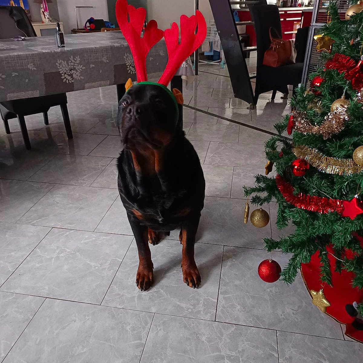Thor a rejoint le concours — aidez-le/la à gagner de superbes lots ! animal, bulldog, canine, christmas, christmasdecorations, christmastree, dog, dogbed, face, festival, frenchbulldog, furniture, head, indoors, interiordesign, person, pet, plant, puppy, tree
