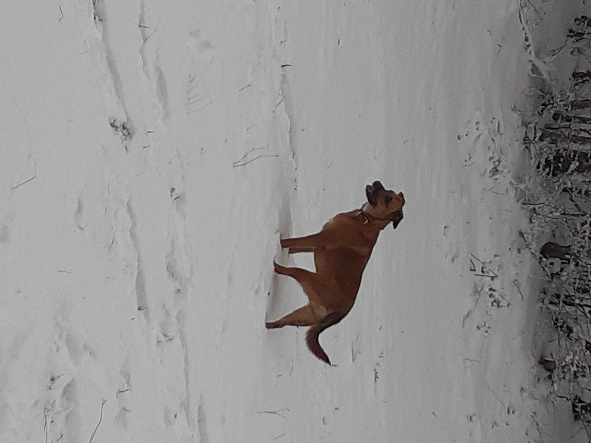 Olympe participe au concours pour gagner de l'argent avec cette photo : art, canidae, carnivore, concrete, dog, dog_breed, fawn, hardwood, illustration, plaster, shadow, sporting_group, tail, terrestrial_animal, trunk, twig, visual_arts, wildlife, window, wood