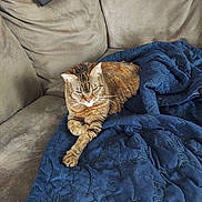 Kitcat joined the competition — help win amazing prizes! cat, tabby_cat, couch, quilt, blanket, indoor, pet, feline, resting, fur, whiskers, relaxation, home, domestic_animal, animal, cozy, sleepy, paw, brown, blue