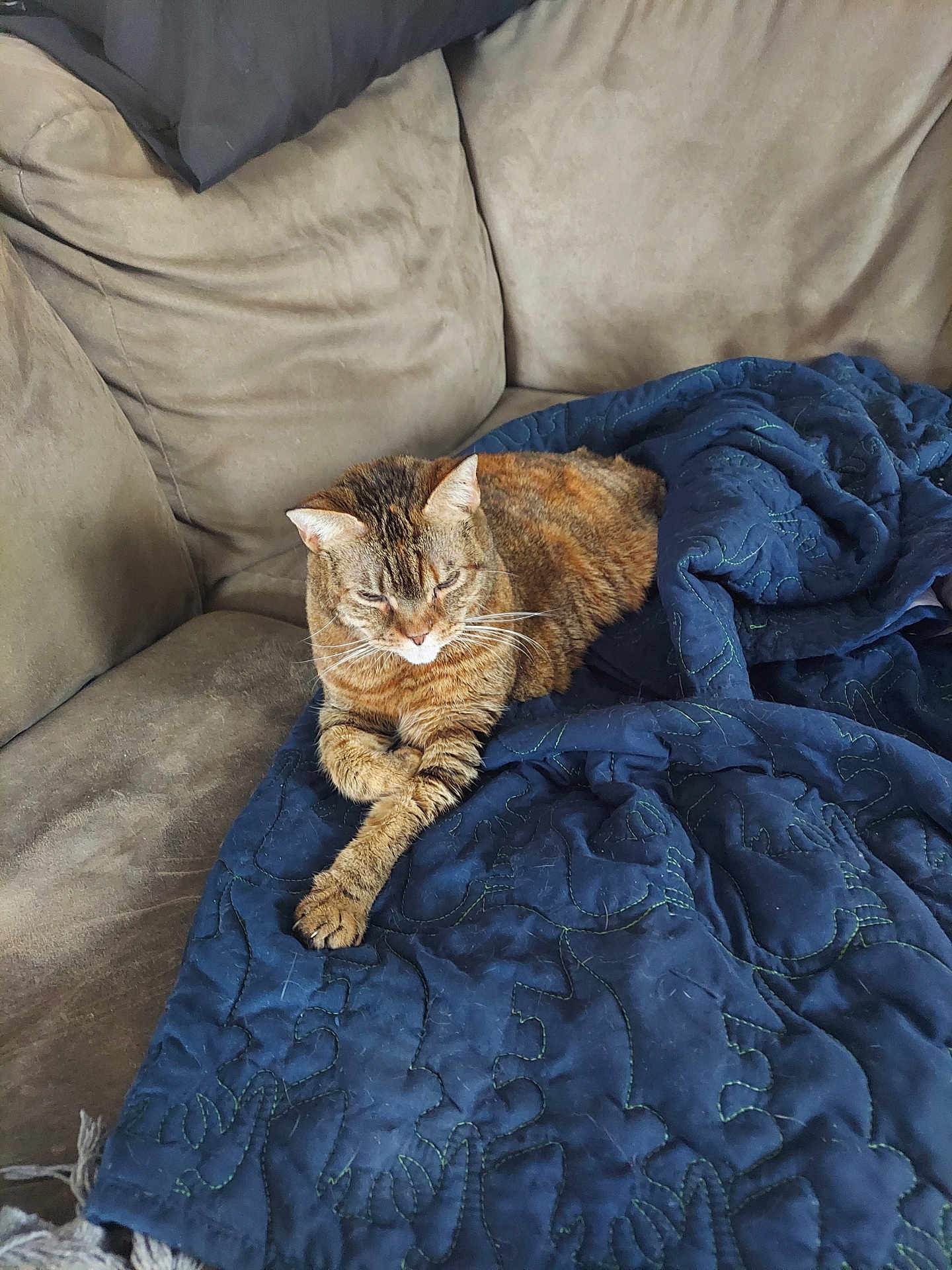 Kitcat joined the competition — help win amazing prizes! cat, tabby_cat, couch, quilt, blanket, indoor, pet, feline, resting, fur, whiskers, relaxation, home, domestic_animal, animal, cozy, sleepy, paw, brown, blue