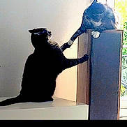 Lili Et Zouzou a rejoint le concours — aidez-le/la à gagner de superbes lots ! animal, cat, cats, curious, domestic, feline, furniture, greenery, home, indoor, interaction, light, paw, pet, playful, scratching_post, shadow, silhouette, touching, window