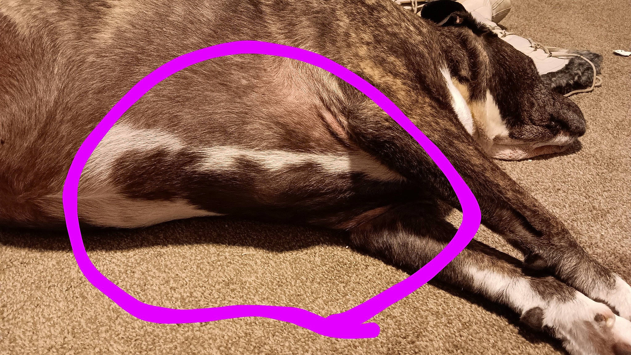 Trouble is registered to the contest to win money with this photo: carnivore, collar, comfort, companion_dog, dog, dog_breed, dog_collar, dog_supply, ear, fawn, human_leg, leash, liver, magenta, paw, pet_supply, snout, tail, whiskers, working_animal