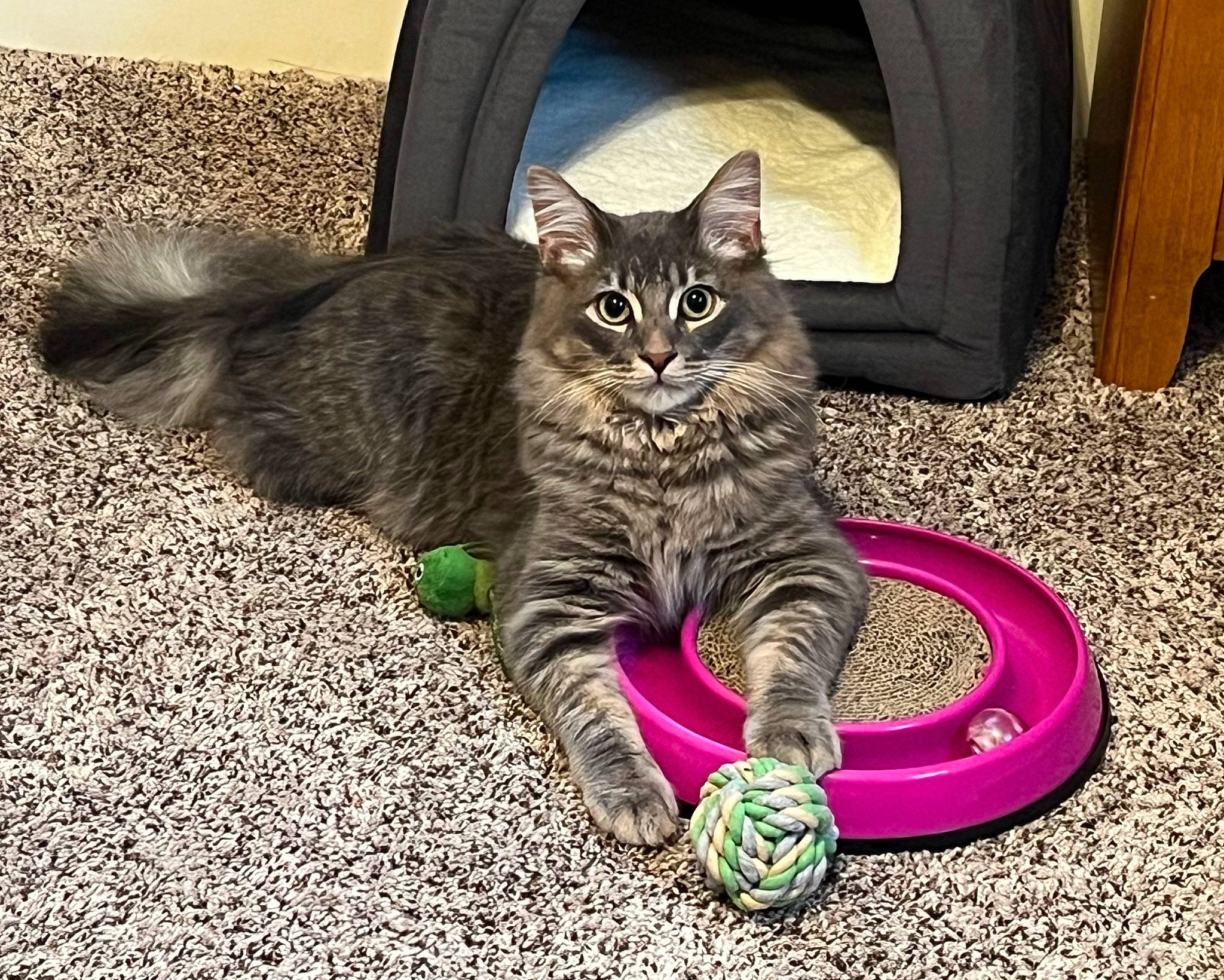 Casey is registered to the contest to win money with this photo: automotive_tire, carnivore, cat, claw, comfort, domestic_short_haired_cat, door, felidae, fur, grass, grey, paw, road_surface, small_to_medium_sized_cats, snout, tail, tire, tree, whiskers, window