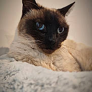 Mia participe au concours pour gagner de l'argent avec cette photo : animal, blanket, blue_eyes, cat, close_up, cozy, cute, domestic_cat, face, feline, fur, indoor, mammal, pet, portrait, relaxed, resting, siamese_cat, soft_texture, whiskers