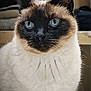 cat, siamese_cat, blue_eyes, indoor, portrait, close_up, fur, whiskers, pet, animal, face, ears, sitting, furniture, clothing, stack, background, focus, domestic_animal, cute