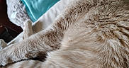 Marie is registered to the contest to win money with this photo: beige_cat, broom, cat, close_up, cozy, domestic, fabric, feline, fur, household_items, indoor, nap, oven_mitts, pet, relaxed, resting, sleeping, soft_texture, tabby, whiskers
