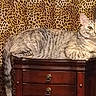 Marie joined the competition — help win amazing prizes! animal, brown, cat, comfortable, curtain, domestic, drawer, ears, eyes, feline, furniture, indoor, leopard_print, mammal, pet, relaxed, resting, tabby, tail, wood