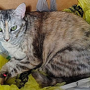 Marie joined the competition — help win amazing prizes! alert, animal, cat, close_up, cute, domestic_animal, eye_contact, feline, fur_pattern, green_eyes, indoor, pet, plastic_bag, relaxed, resting, sitting, striped_fur, tabby_cat, whiskers, yellow_bag