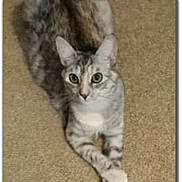 Marie is registered to the contest to win money with this photo: animal, carpet, cat, cozy, crossed_paws, cute, domestic_animal, ears, eyes, feline, fur, indoor, looking_at_camera, lying_down, paws, pet, relaxed, soft_lighting, tabby, whiskers