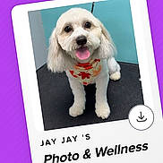 Jayjay is registered to the contest to win money with this photo: animal, bandana, blue_background, dog, fluffy, groomed, happy, indoor, maple_leaf, pet, photograph, portrait, purple_background, screenshot, sitting, small_dog, standing, tongue_out, webpage, white_fur