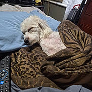 Jayjay is registered to the contest to win money with this photo: dog, sleeping, blanket, bed, remote_control, television, hat, window, curtain, room, furniture, air_conditioner, pattern, brown, blue, cozy, indoor, rest, pet, relaxation
