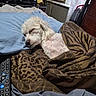 dog, sleeping, blanket, bed, remote_control, television, hat, window, curtain, room, furniture, air_conditioner, pattern, brown, blue, cozy, indoor, rest, pet, relaxation