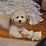 Jay Jay is registered to the contest to win money with this photo: animal, blanket, canine, carpet, cozy, dog, domestic, floor, furniture, home, indoor, laying_down, light_fur, living_room, pet, playful, relaxed, toy, white_toy, wooden_floor