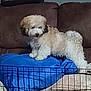 animal, blue_cushion, brown, companion, couch, cozy, curly_hair, dog, domestic, fluffy, furniture, furry, home, indoor, pet, pet_gate, relaxed, resting_place, small_dog, white