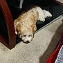 Jay Jay is registered to the contest to win money with this photo: animal, brown, carpet, cozy, cute, dog, floor, fluffy, furniture, head, home, indoor, laying_down, paw, pet, quiet, relaxed, resting, shelf, white