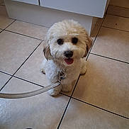 Jay Jay joined the competition — help win amazing prizes! animal, cabinet, companion, cute, dog, domestic, floor_tiles, fluffy, fur, indoor, kitchen, leash, pet, puppy, shoe, sitting, small_dog, tile_floor, tongue, white_dog