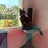 animal, blossom, cat, cozy, curious, daylight, feline, garden, home, indoor, pet, plant, relaxing, scratching_post, shadow, sitting, sunlight, tortoiseshell, tree, window