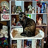 cat, tortoiseshell_cat, cat_tree, sitting, indoor, shelf, figurines, books, bottles, framed_photos, stuffed_toy, wooden_wall, decor, toy_cars, lighting, pet, cozy, furniture, home, curious