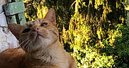 Miel a rejoint le concours — aidez-le/la à gagner de superbes lots ! animal, cat, closeup, curious, domestic_cat, ear, evergreen, feline, greenery, looking_up, orange_cat, outdoor, paw, pet, portrait, sunlight, tabby_cat, trees, whiskers, window_sill