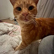Miel a rejoint le concours — aidez-le/la à gagner de superbes lots ! cat, orange_cat, tabby, pet, whiskers, close_up, indoor, bedroom, blanket, bed, curtain, fur, ear, paw, nose, curious, portrait, low_light, furniture, shelf