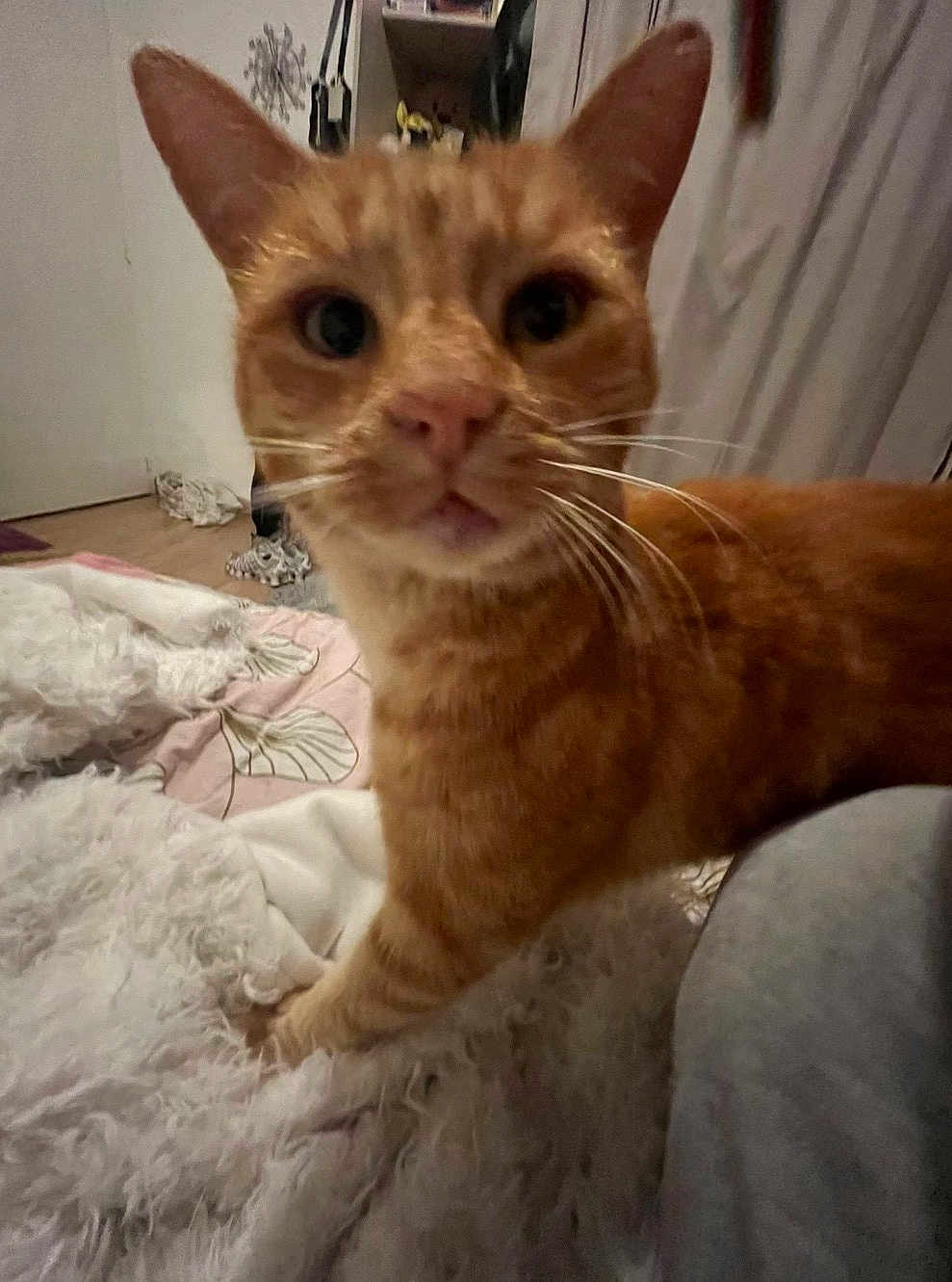 Miel a rejoint le concours — aidez-le/la à gagner de superbes lots ! cat, orange_cat, tabby, pet, whiskers, close_up, indoor, bedroom, blanket, bed, curtain, fur, ear, paw, nose, curious, portrait, low_light, furniture, shelf