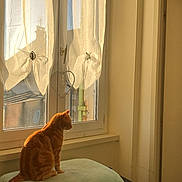 Miel participe au concours pour gagner de l'argent avec cette photo : basket, blanket, cat, cozy, curtain, ginger_cat, heart_decor, home, indoor, looking_out, morningsun, pet, silhouette, sitting, soft_texture, sunlight, tabby, wicker, window, windowsill