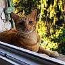 Miel a rejoint le concours — aidez-le/la à gagner de superbes lots ! balcony, cat, curious, domestic_cat, ears, evergreen_trees, feline, fur, ginger_cat, green_background, masonry, outdoor, paws, pet, portrait, relaxing, sunlit, whiskers, window_frame, window_sill