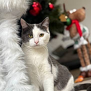 Meeko a rejoint le concours — aidez-le/la à gagner de superbes lots ! cat, feline, pet, white_and_gray_cat, christmas_tree, ornament, bokeh, stuffed_toy, plush, whiskers, green_decor, red_decor, indoor, portrait, sitting, paw, yellow_eyes, cozy, blurred_background, holiday_scene