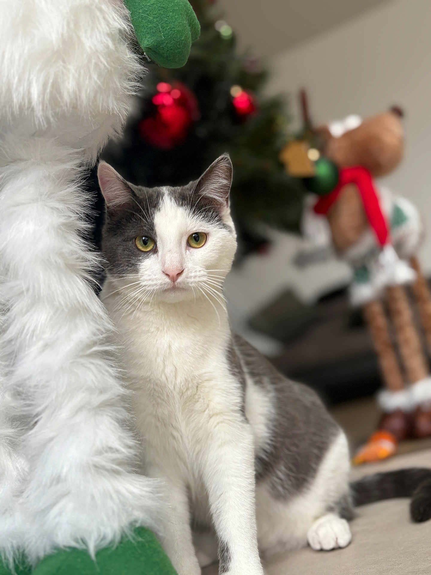 Meeko a rejoint le concours — aidez-le/la à gagner de superbes lots ! cat, feline, pet, white_and_gray_cat, christmas_tree, ornament, bokeh, stuffed_toy, plush, whiskers, green_decor, red_decor, indoor, portrait, sitting, paw, yellow_eyes, cozy, blurred_background, holiday_scene