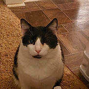 Angus is registered to the contest to win money with this photo: cat, one-eyed_cat, black_and_white, pet, indoor, carpet, tile_floor, ears, whiskers, sitting, portrait, looking_at_camera, fur, nose, paws, close_up, household_object, paper_towel, floor_transition, cute