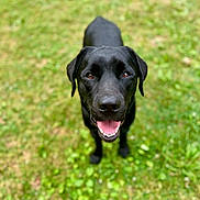 Cooper joined the competition — help win amazing prizes! animal, black_dog, canine, closeup, daylight, dog, friendly, grass, grass_field, happy, looking_up, mammal, nature, outdoor, pet, playful, portrait, smiling, summer, tongue_out