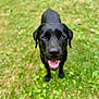 animal, black_dog, canine, closeup, daylight, dog, friendly, grass, grass_field, happy, looking_up, mammal, nature, outdoor, pet, playful, portrait, smiling, summer, tongue_out