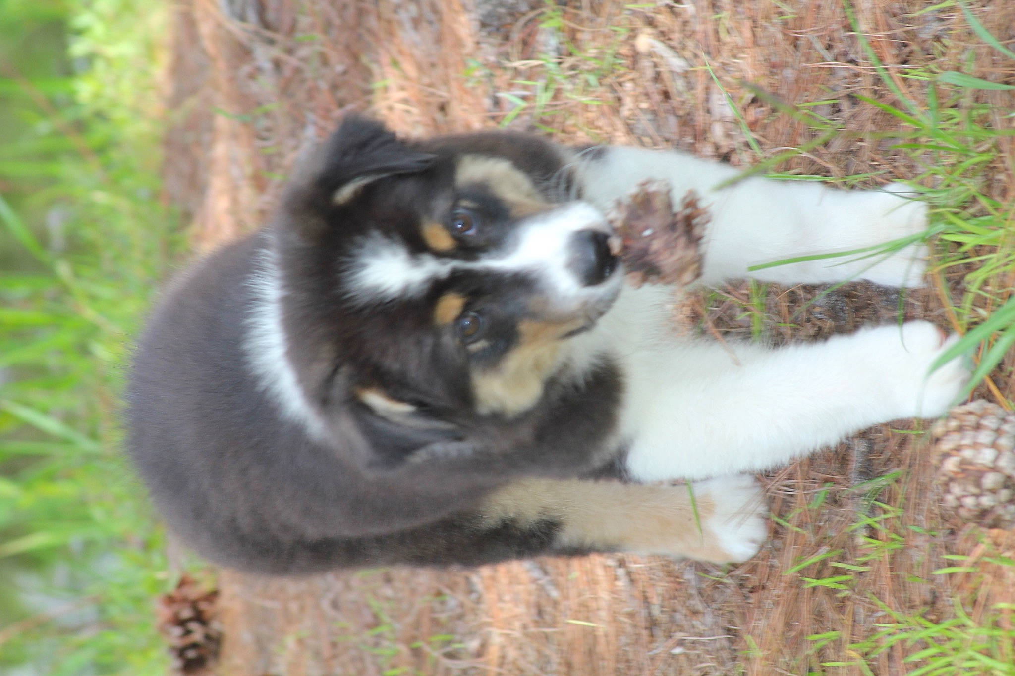 Kane joined the competition — help win amazing prizes! australian_collie, australian_shepherd, canidae, carnivore, companion_dog, dog, dog_breed, fur, grass, herding_dog, plant, snout, sporting_group, tail, terrestrial_animal, whiskers, working_dog