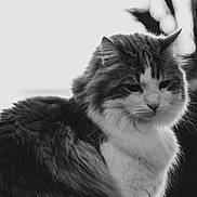Smoky a rejoint le concours — aidez-le/la à gagner de superbes lots ! cat, fluffy, portrait, black_and_white, animal, pet, fur, whiskers, outdoor, nature, close_up, mammal, feline, soft_light, peaceful, calm, background_blur, profile, cute, domestic_animal