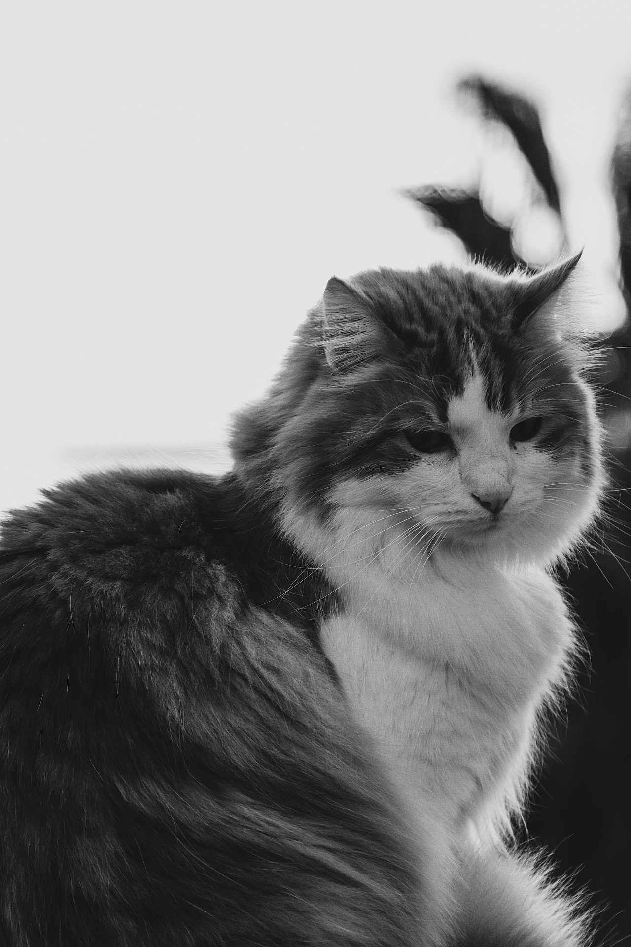 Smoky a rejoint le concours — aidez-le/la à gagner de superbes lots ! cat, fluffy, portrait, black_and_white, animal, pet, fur, whiskers, outdoor, nature, close_up, mammal, feline, soft_light, peaceful, calm, background_blur, profile, cute, domestic_animal