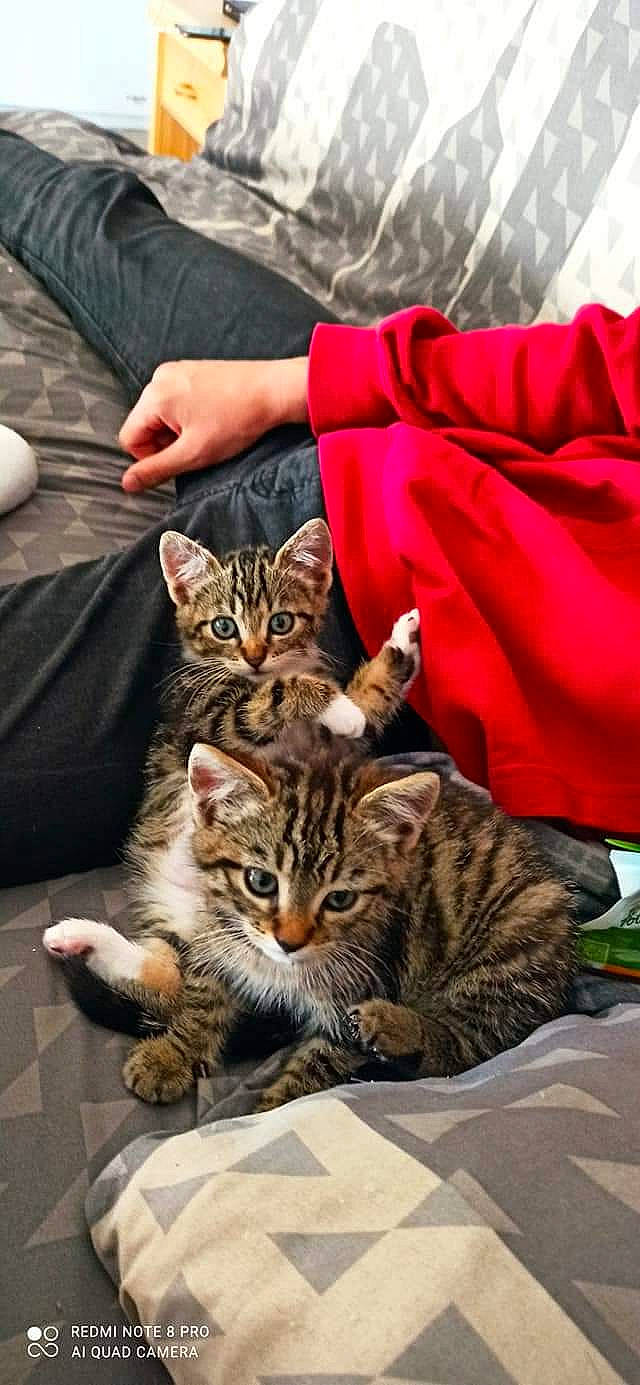 Bounty Lipton participe au concours pour gagner de l'argent avec cette photo : carnivore, cat, claw, comfort, domestic_short_haired_cat, event, fawn, felidae, fur, gesture, paw, small_to_medium_sized_cats, snout, tail, terrestrial_animal, whiskers, wildlife