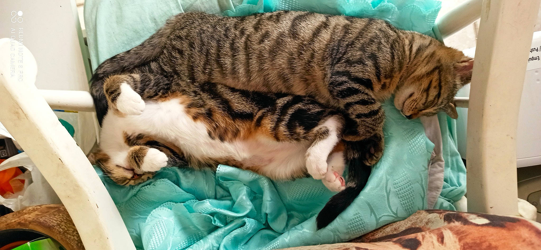 Bounty Lipton participe au concours pour gagner de l'argent avec cette photo : carnivore, cat, cat_bed, cat_supply, claw, comfort, domestic_short_haired_cat, fawn, felidae, fur, linens, nap, paw, sleep, small_to_medium_sized_cats, snout, tail, terrestrial_animal, whiskers, wildlife