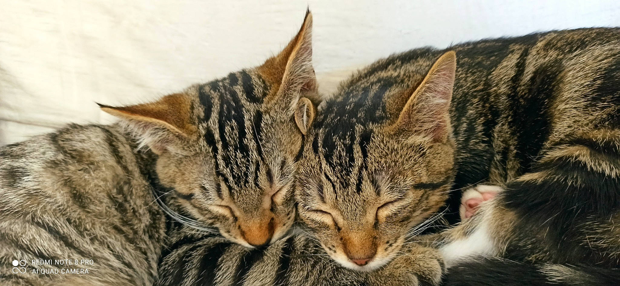 Bounty Lipton a rejoint le concours — aidez-le/la à gagner de superbes lots ! carnivore, cat, close_up, comfort, domestic_short_haired_cat, ear, event, eye, felidae, fur, grass, nap, paw, sleep, small_to_medium_sized_cats, snout, terrestrial_animal, tree, whiskers, wildlife