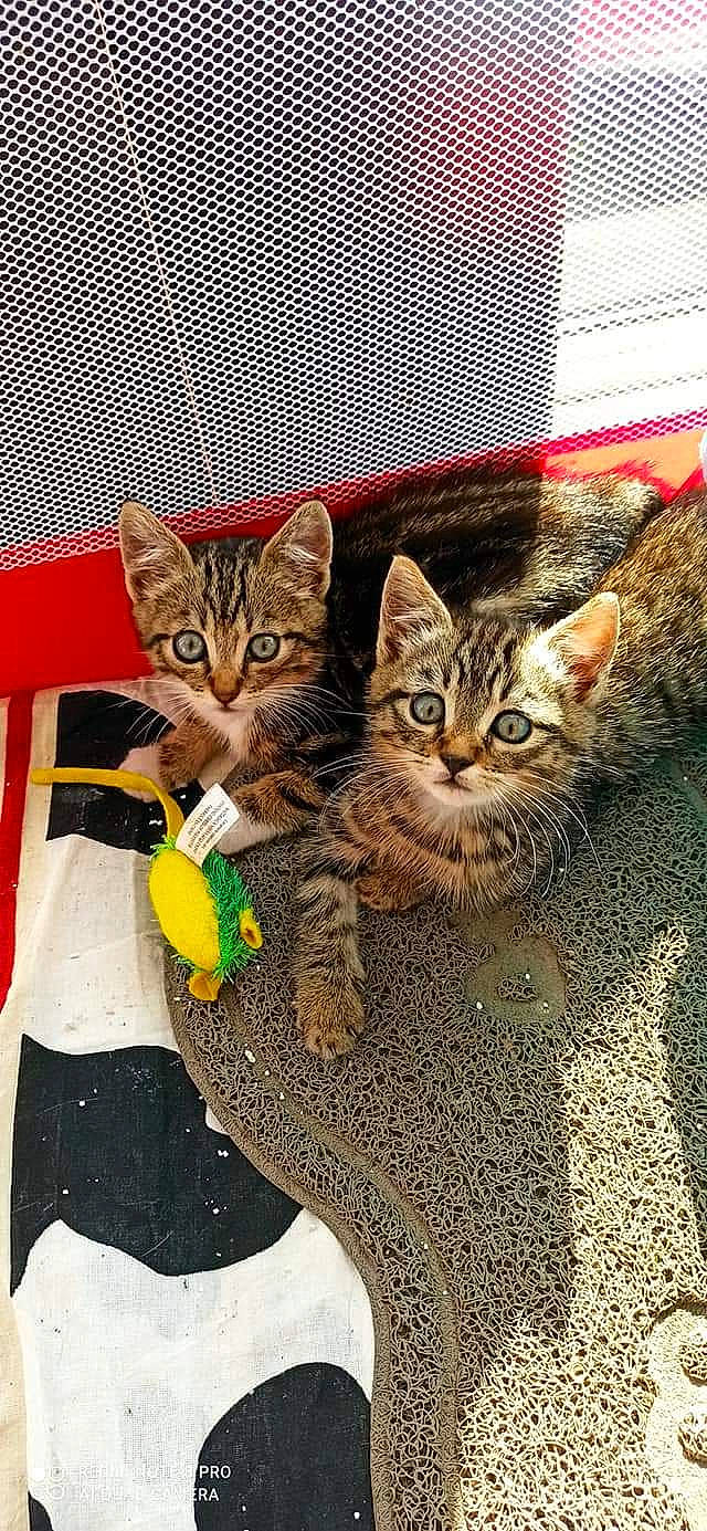 Bounty Lipton a rejoint le concours — aidez-le/la à gagner de superbes lots ! box, carnivore, cat, domestic_short_haired_cat, fawn, felidae, fur, mammal, pattern, paw, pet_supply, photo_caption, rectangle, small_to_medium_sized_cats, snout, terrestrial_animal, vertebrate, whiskers