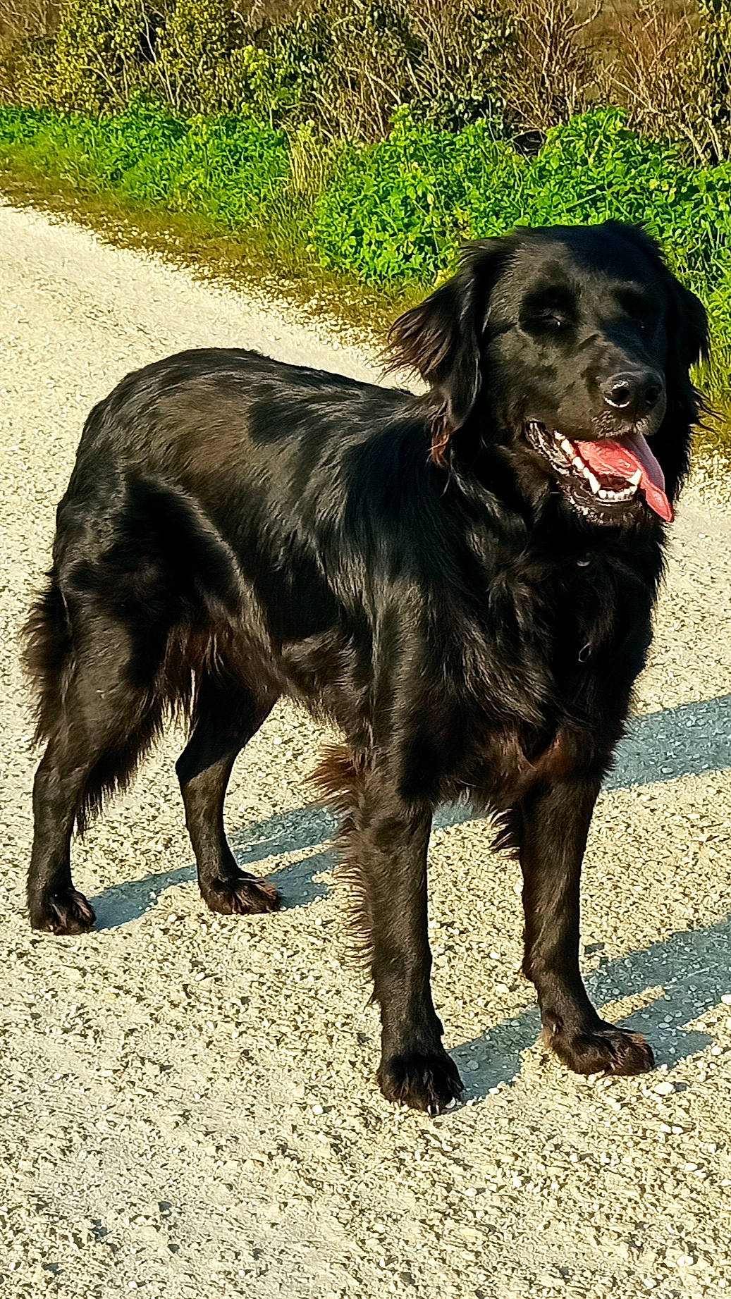 Pearl participe au concours pour gagner de l'argent avec cette photo : borador, canidae, carnivore, collar, companion_dog, dog, dog_breed, dog_collar, fur, grass, gun_dog, labrador_retriever, leash, liver, retriever, sporting_group, tail, terrestrial_animal, working_animal, working_dog