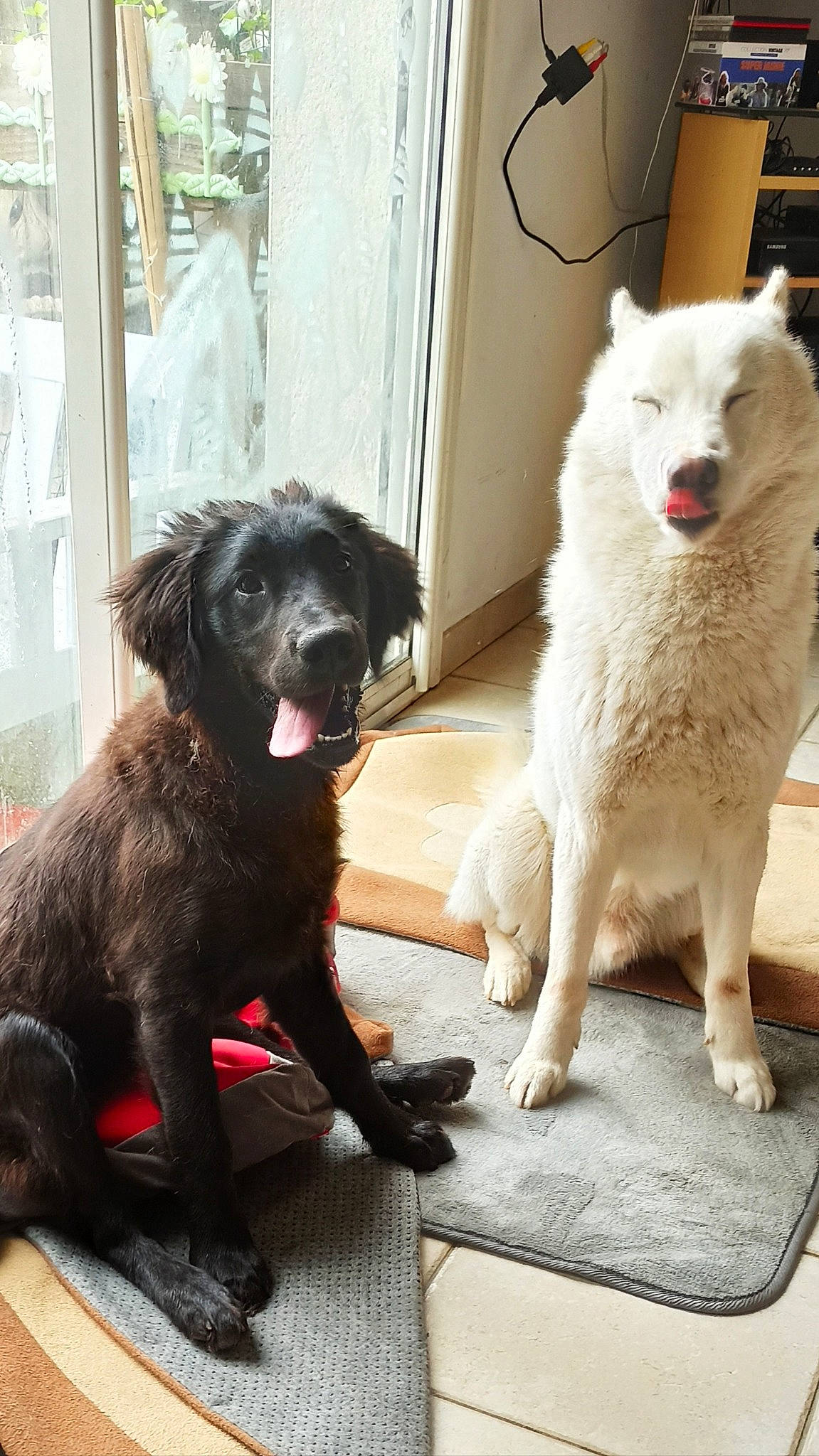 Pearl participe au concours pour gagner de l'argent avec cette photo : borador, canidae, carnivore, collar, companion_dog, dog, dog_breed, dog_collar, door, fawn, flooring, fur, liver, non_sporting_group, snout, sporting_group, tail, terrestrial_animal, working_animal, working_dog